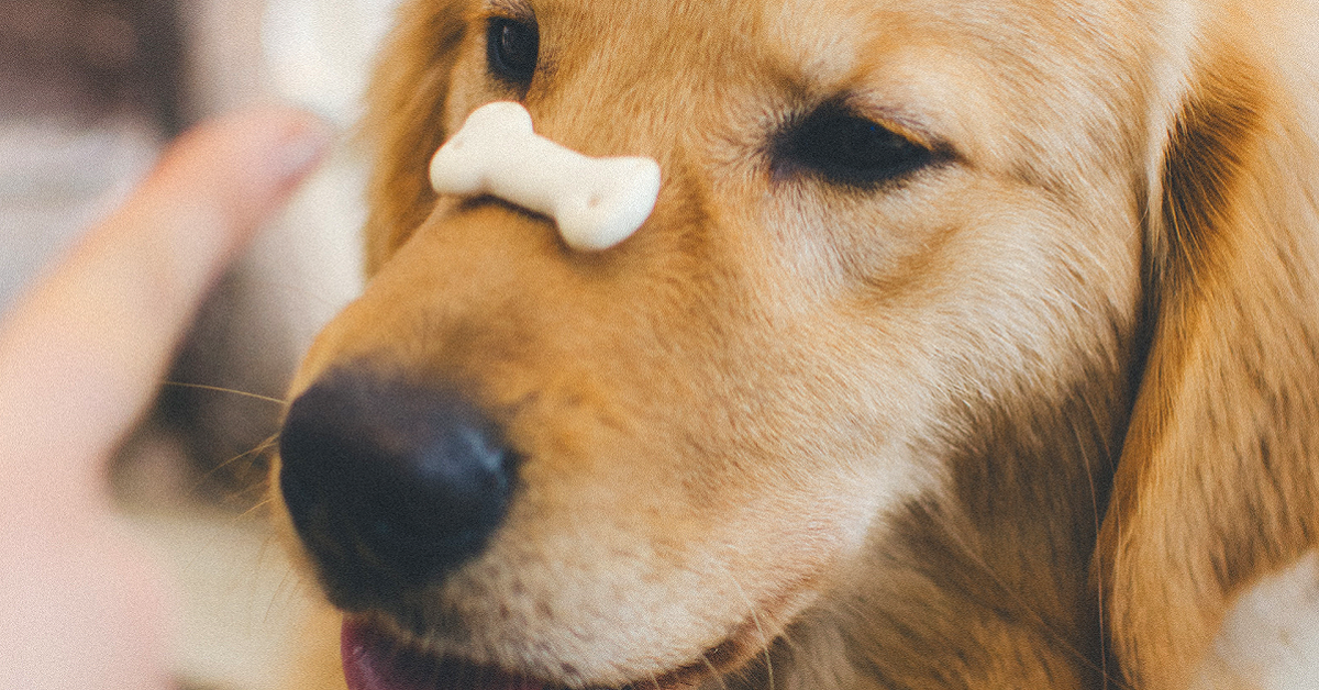 Biscotti con semi per cani, la ricetta tutta da gustare per Fido