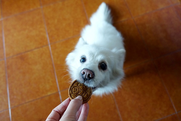 cane mangia biscotto