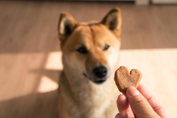 cane guarda biscotto a cuore