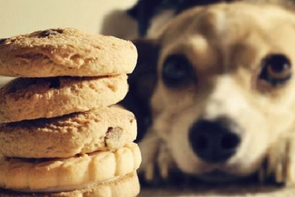 cane guarda torre di biscotti