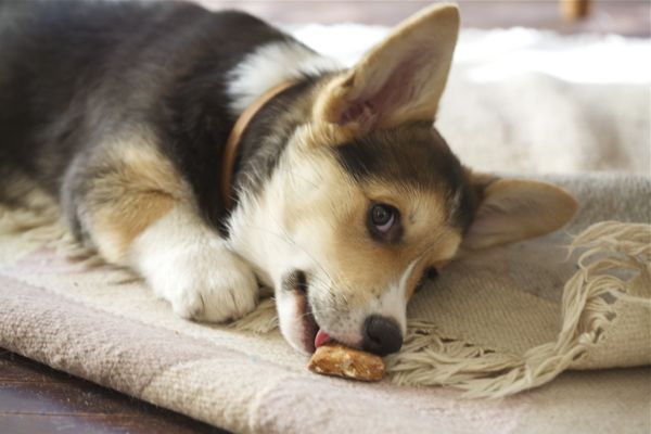 cane disteso che mangia biscotto