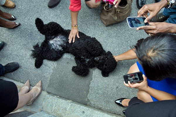 cane e fotografie