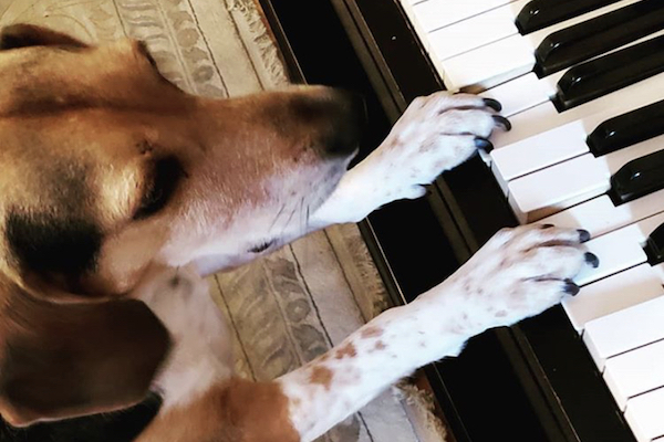 Buddy Mercury suona il pianoforte