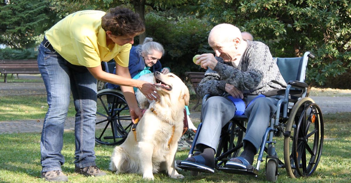 Come insegnare al cane a camminare accanto alla sedia a rotelle