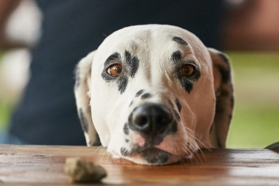 cane con la testa appoggiata al tavolo