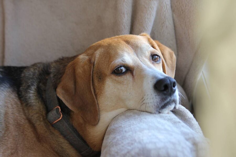 cane inappetente