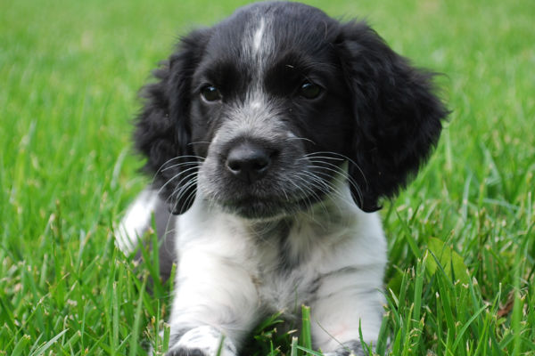 cane cucciolo