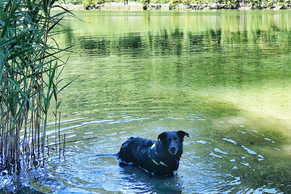 cane in acqua