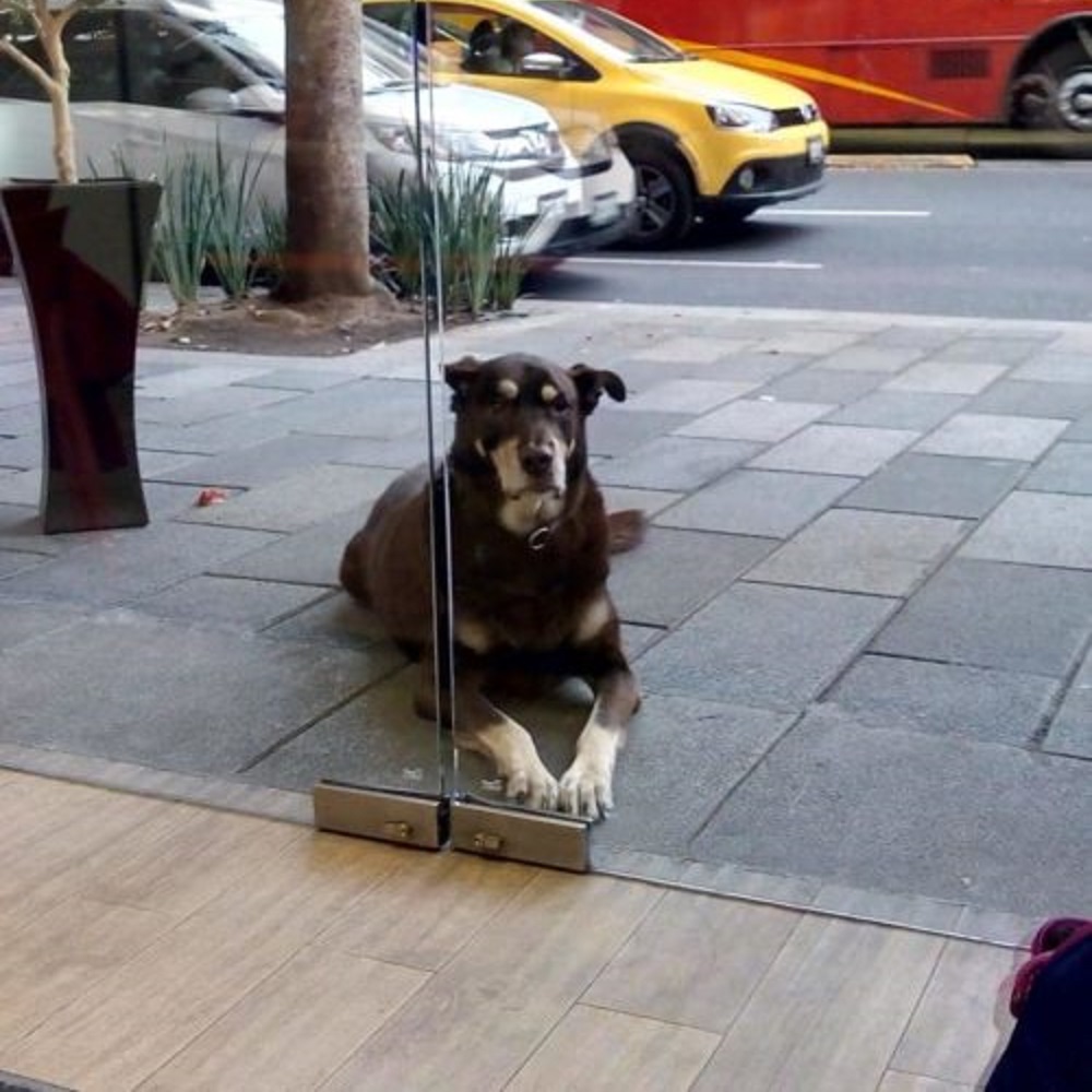 cane-finzione