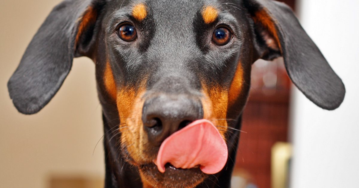 Il cane ha mangiato i canederli, che succede? È pericoloso?