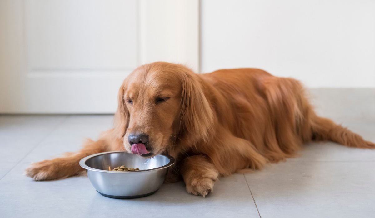 cane che mangia la pappa