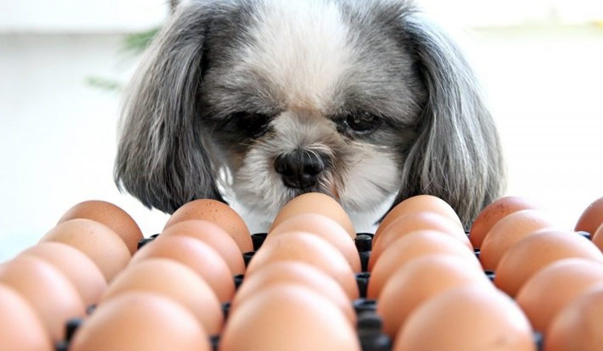 cane che guarda le uova