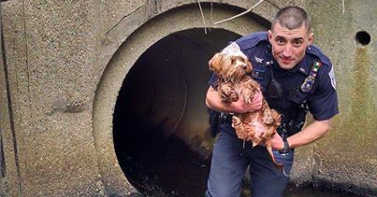 Cane intrappolato in un tunnel viene salvato da un agente di polizia