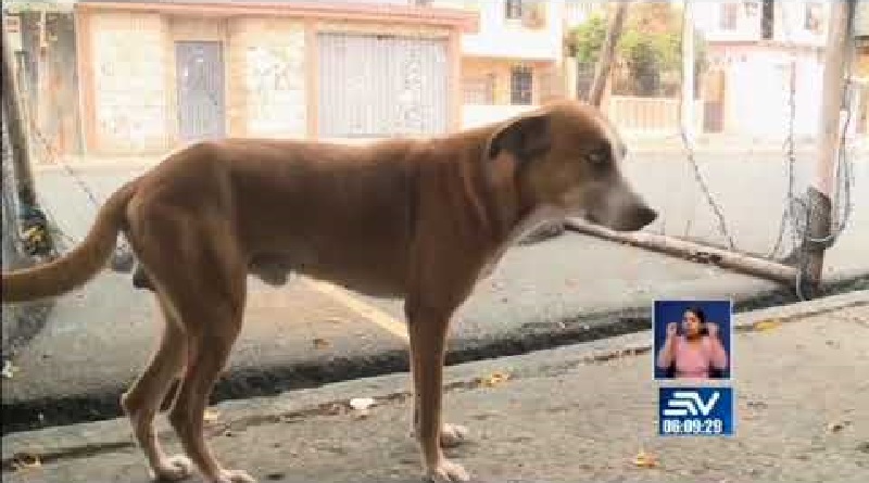 Due cani salvano una donna dall’aggressione di un ladro
