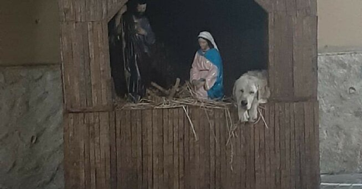 cane-presepe-Limbadi