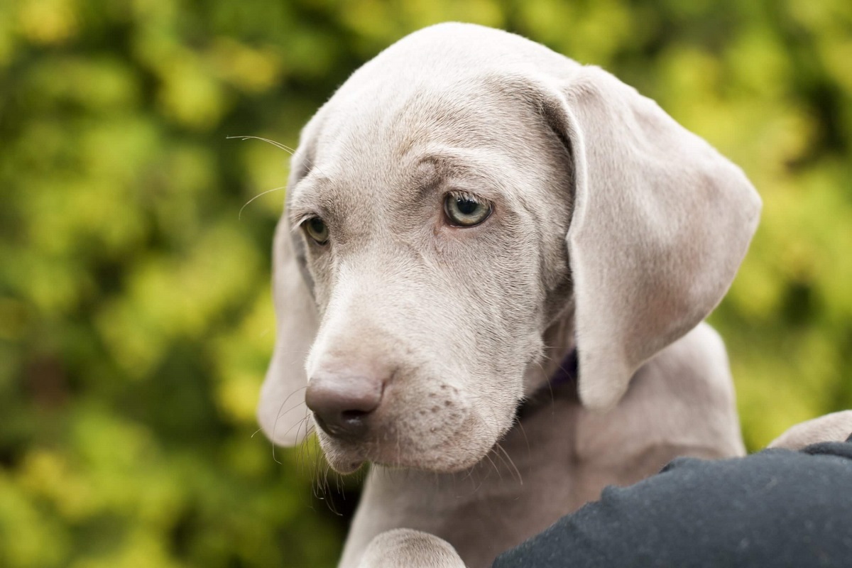 cucciolo di cane infastidito