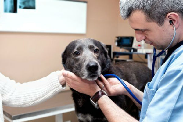 cane dal veterinario