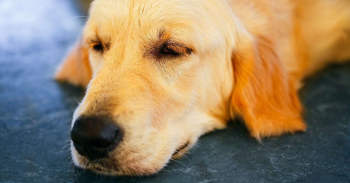 Cane che tossisce dopo mangiato: cosa sta succedendo?