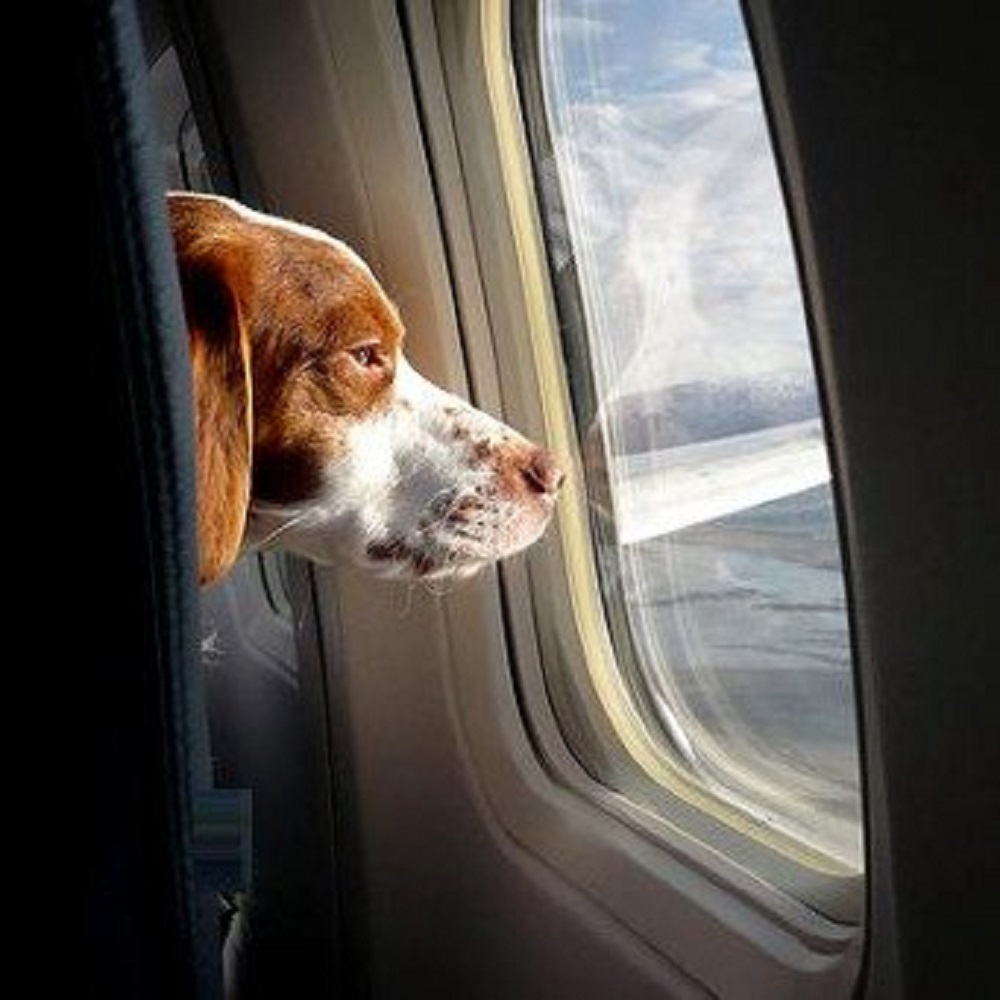 cani-aereo