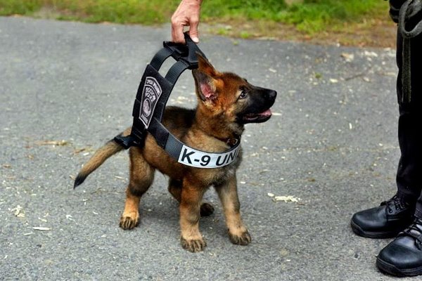 insegnare al cane a camminare accanto alla sedia a rotelle