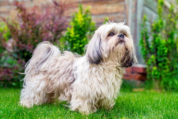 cane shih tzu