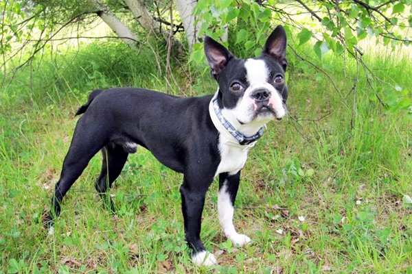 Cani brachicefalici e caldo: quali sono i rischi e cosa sapere