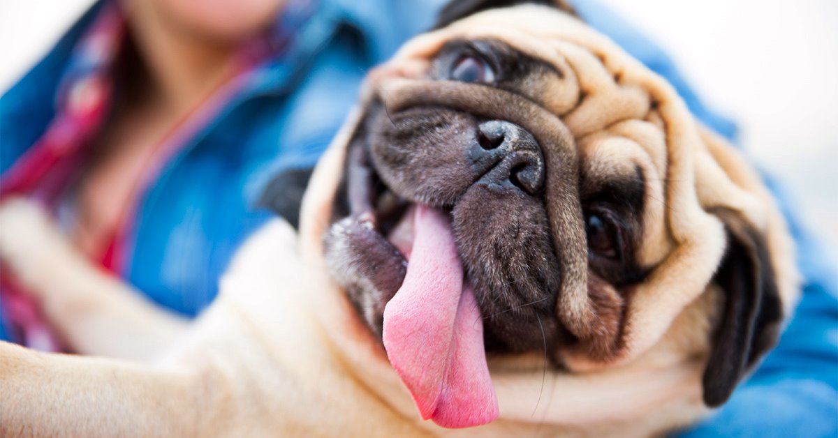 Cani brachicefalici e caldo: quali sono i rischi e cosa sapere