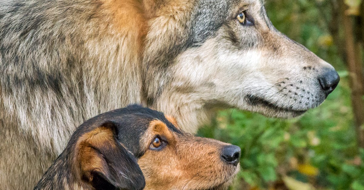 I cani capiscono i lupi e il loro linguaggio?