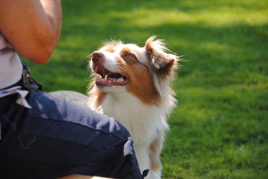 cane che guarda il padrone