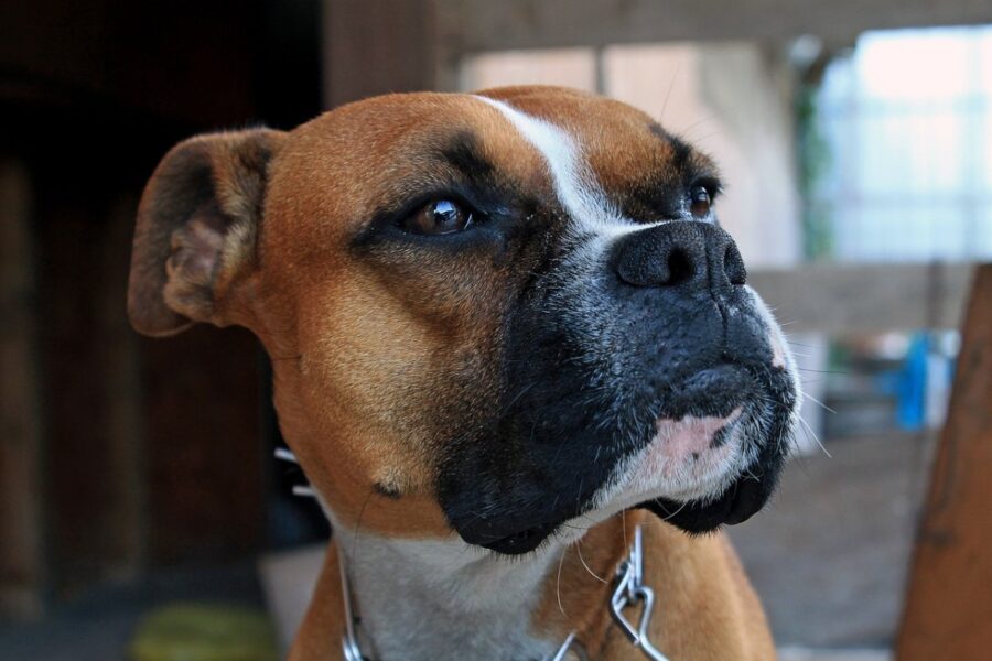 cane marrone e nero