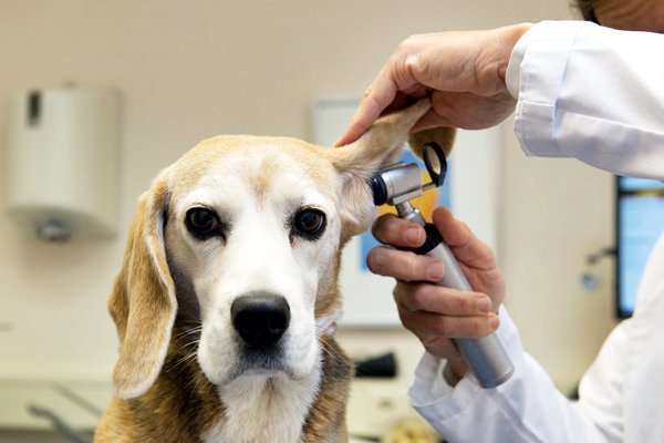 cane dal veterinario