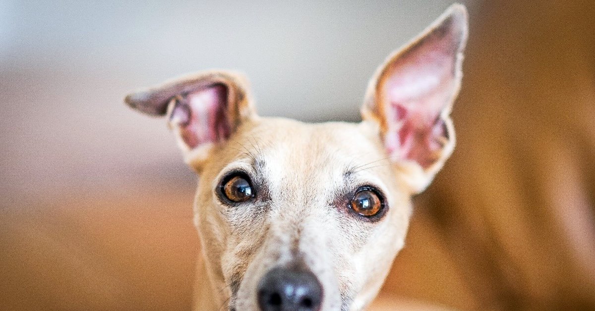 Cani e gocce auricolari umane: possono usarle o gli fanno male?
