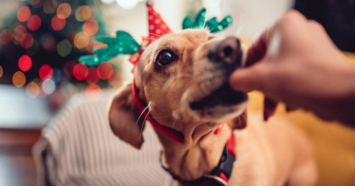 Cane e morsi a Natale: consigli per evitare che Fido si lasci andare