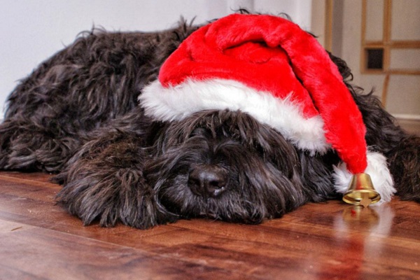 cane con cappello di babbo natale