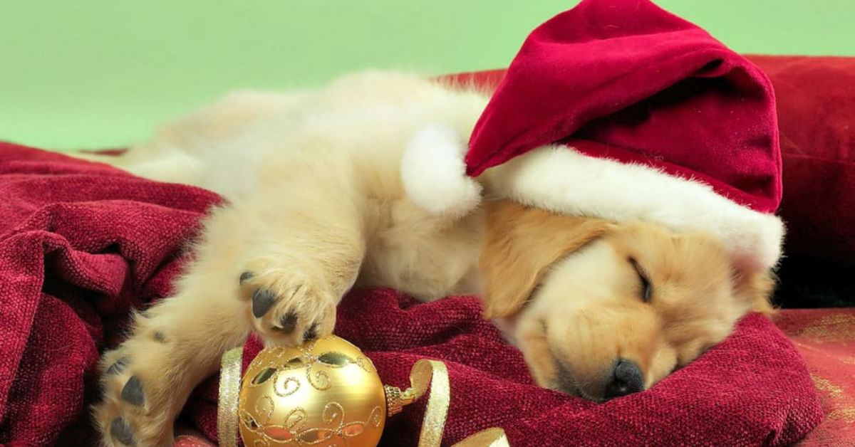 Cani e ospiti a Natale: tutti i modi per far stare tranquillo Fido
