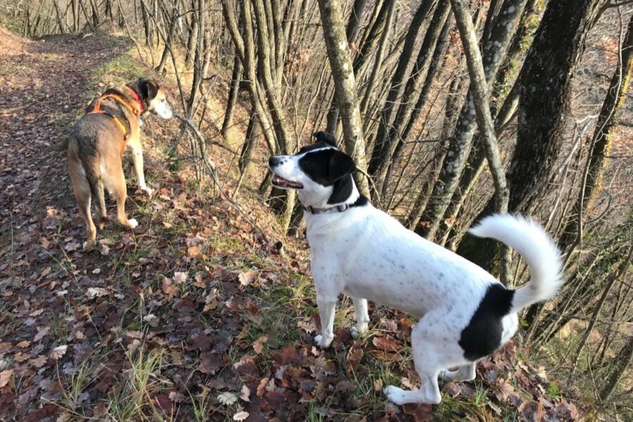 cani fra gli alberi