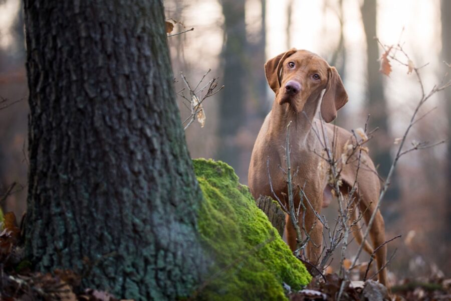 cane vicino a un albero