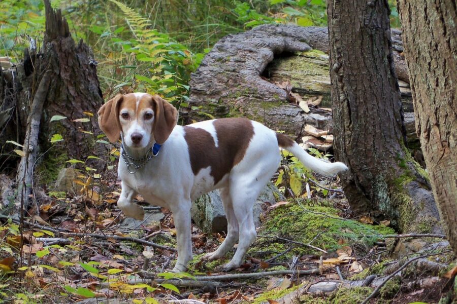 cane da caccia