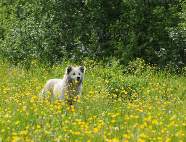 Cani e punture d’ortica: come reagiscono e come aiutarli