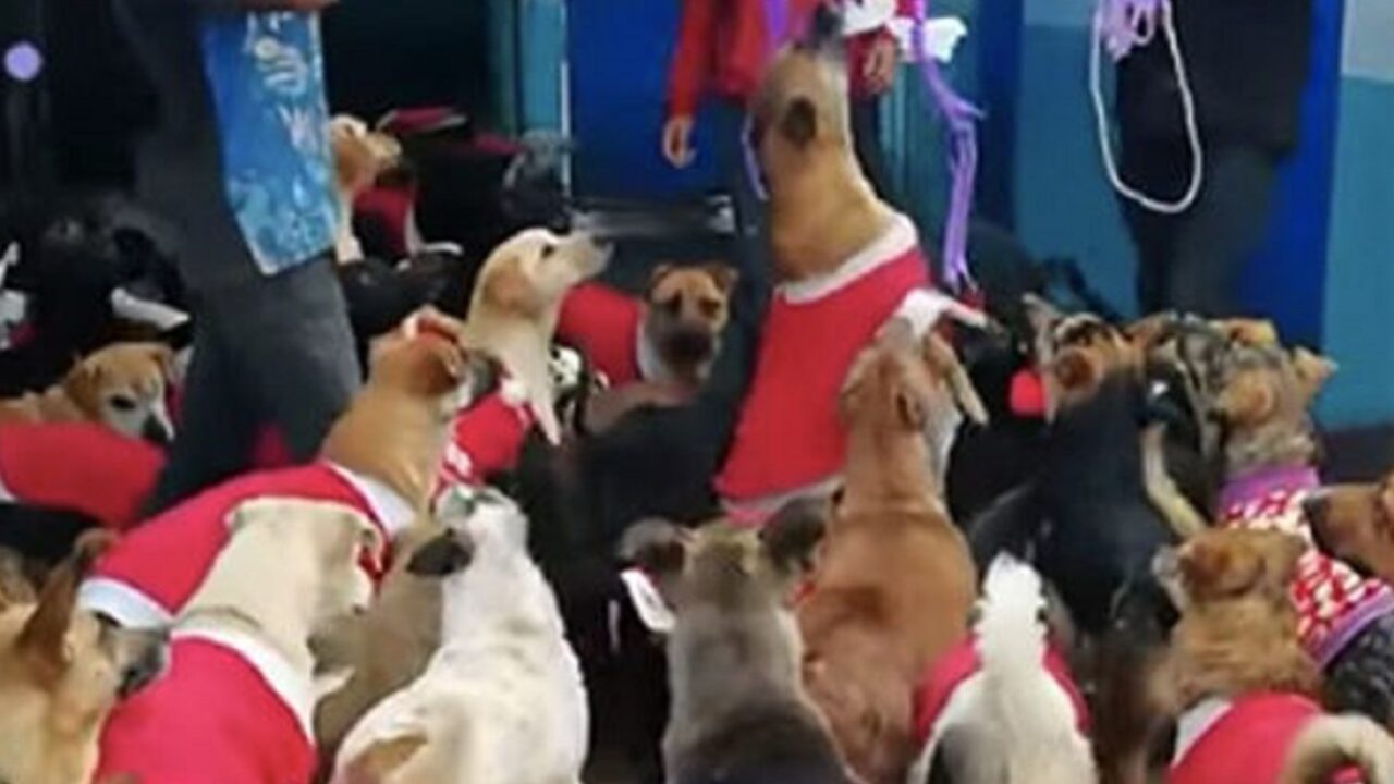 Come Si Festeggia Il Natale In Messico.Cani Festeggiano Un Natale Speciale In Un Rifugio Messicano