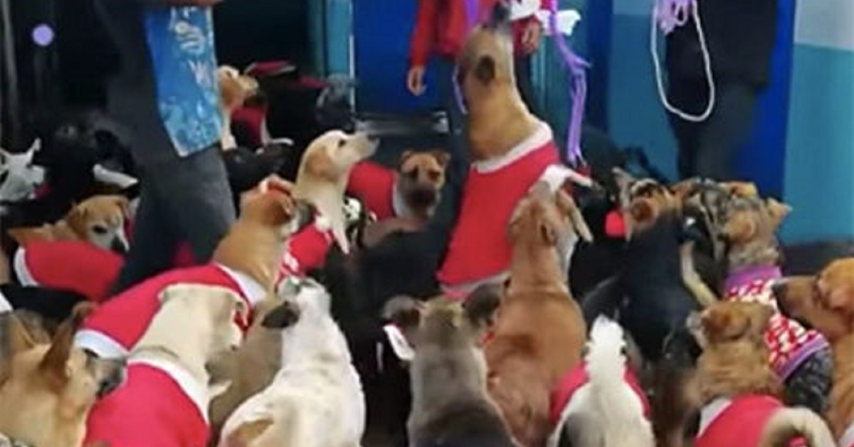 Cani festeggiano un Natale “speciale” in un rifugio messicano