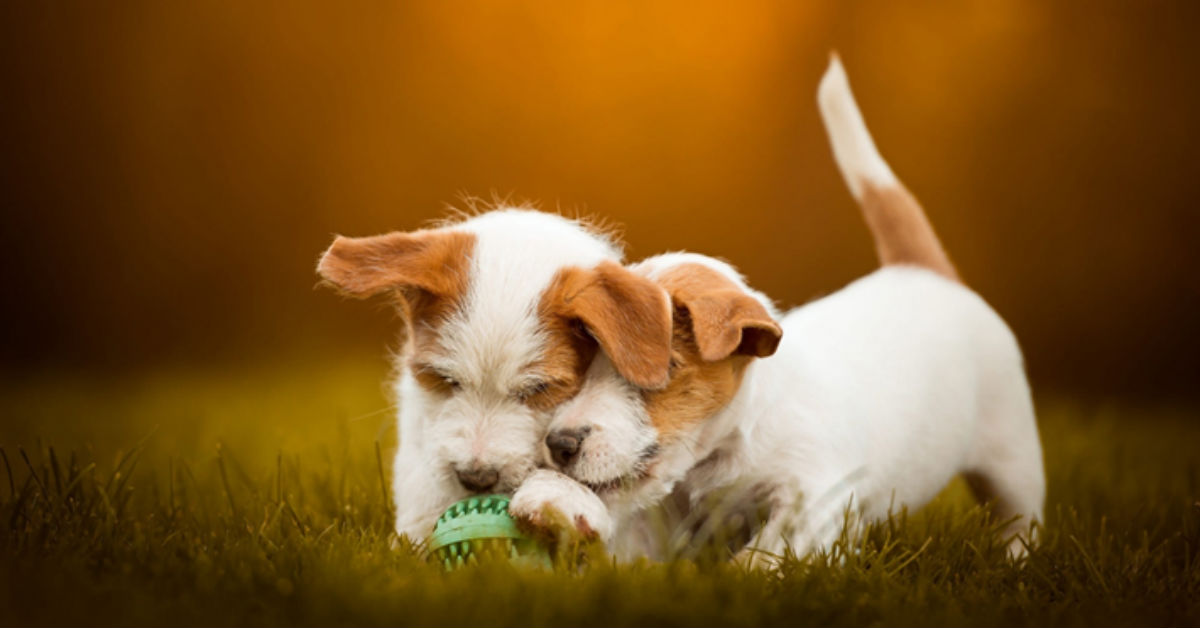 Cani gemelli, esistono? Quali sono?