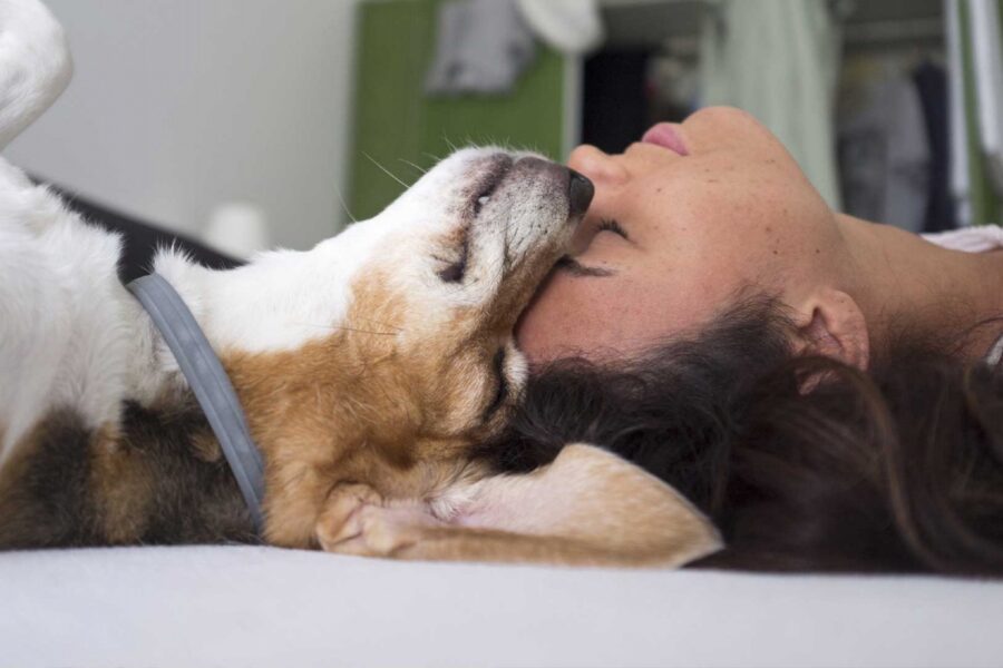 cane e ragazza fronte a fronte