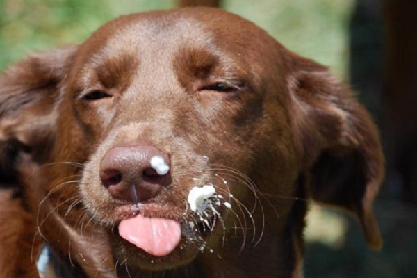 cane con latte sul nuso