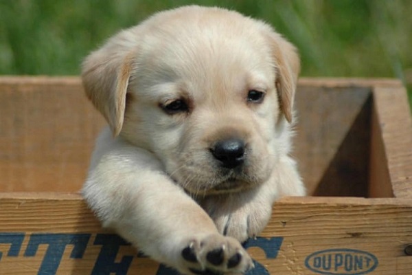 cucciolo di cane