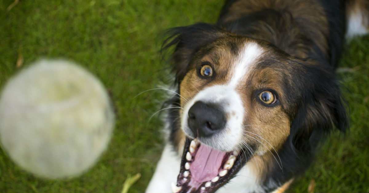 I cani possono essere schizofrenici?
