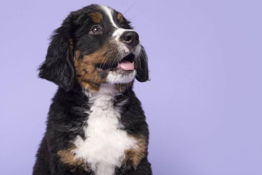 cane ancora cucciolo