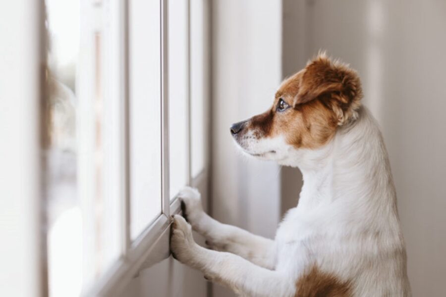 cane alla finestra