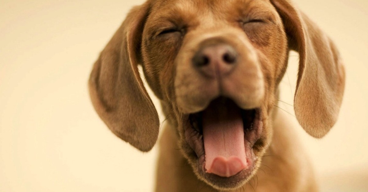 I cani possono fingere di avere la tosse? E che succede in questi casi?