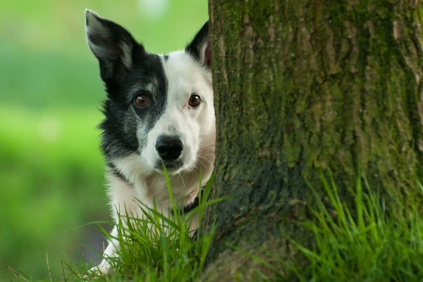 cane dietro albero